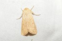Mythimna vitellina