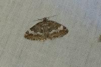 Perizoma alchemillata