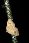 Camptogramma bilineata