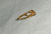 Catoptria pinella