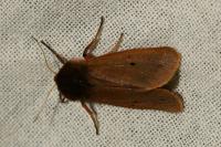 Phragmatobia fuliginosa