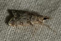 Eudonia mercurella