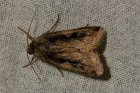Xestia c-nigrum