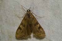 Nomophila noctuella