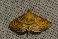 Anania verbascalis