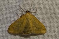 Sitochroa verticalis