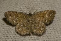 Scopula immorata