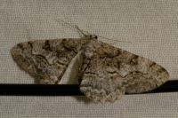 Peribatodes rhomboidaria rhomboidaria