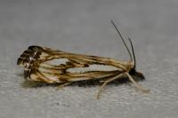 Catoptria falsella