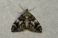 Dysstroma citrata/truncata