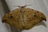 Drepana falcataria