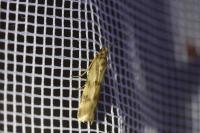 Homoeosoma sinuella