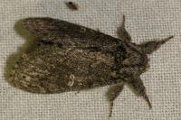 Notodonta torva