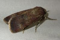 Agrotis trux