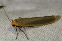 Manulea complana/pseudocomplana
