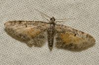 Eupithecia icterata