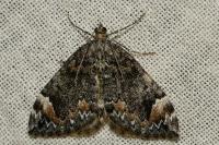 Dysstroma citrata/truncata
