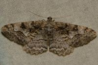 Alcis repandata