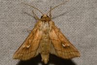 Mythimna conigera