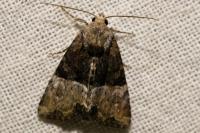 Mesoligia furuncula