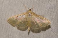 Patania ruralis