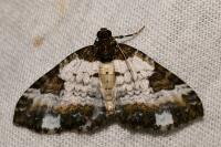 Melanthia procellata