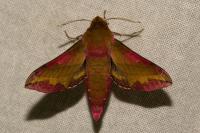 Deilephila porcellus