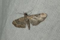 Eupithecia linariata/pulchellata/pyreneata