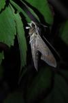 Hippotion celerio