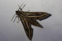 Hippotion celerio