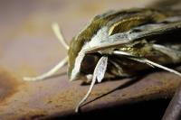 Hippotion celerio
