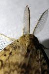 Lymantria dispar
