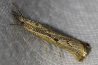 Agriphila geniculea