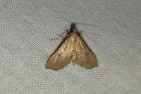 Endotricha flammealis