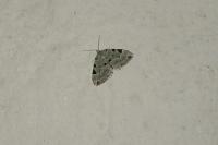 Colostygia pectinataria