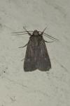 Xestia xanthographa