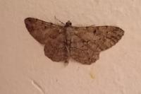 Peribatodes rhomboidaria rhomboidaria