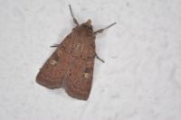 Xestia xanthographa