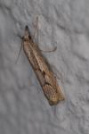 Agriphila geniculea