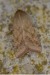Helicoverpa armigera