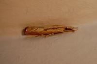 Agriphila geniculea