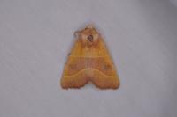 Atethmia centrago
