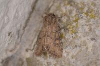 Luperina testacea