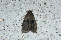 Cryphia algae