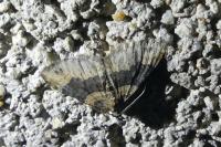 Xanthorhoe ferrugata
