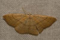 Cyclophora punctaria