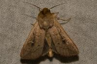 Mythimna albipuncta