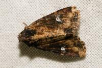 Mesapamea secalella/secalis
