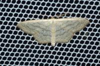 Scopula nigropunctata