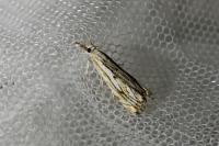 Catoptria falsella